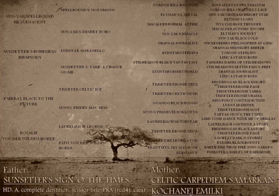 Seter szkocki (Gordon Setter) szczenięta